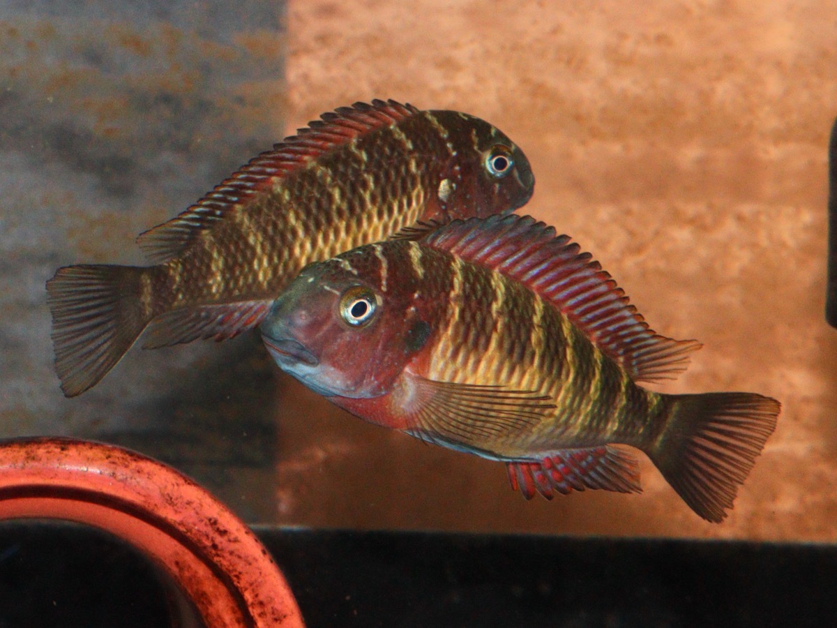 トロフェウ モーリィ レッドレインボー Tropheus moorii Red Rainbow 759.jpg