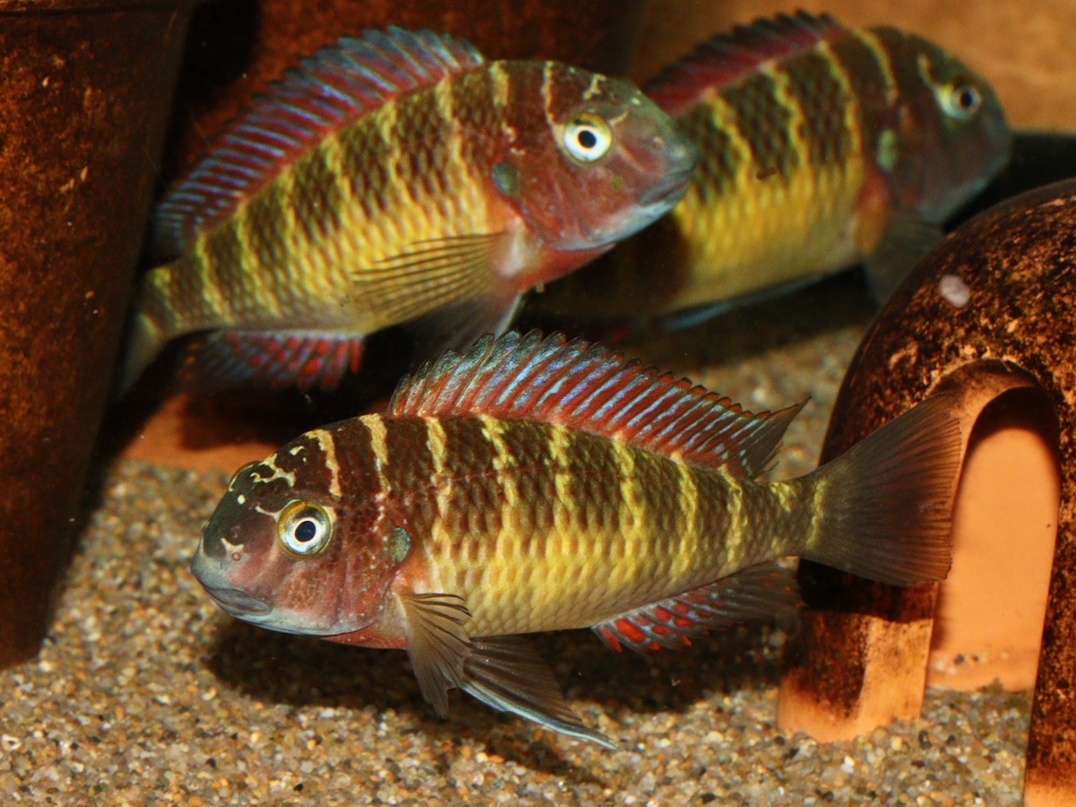 トロフェウ モーリィ レッドレインボー Tropheus moorii Red Rainbow 760.jpg