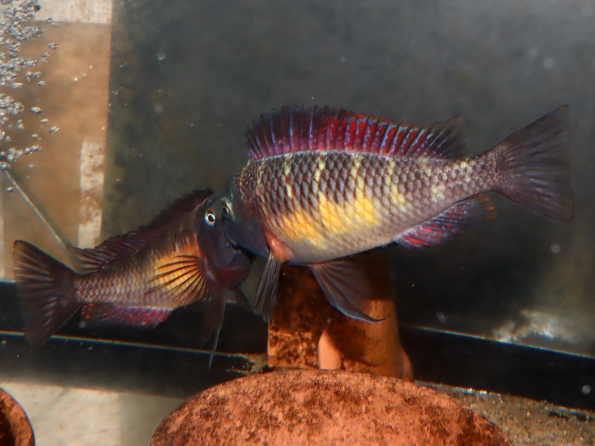 トロフェウ モーリィ レッドレインボー Tropheus moorii Red Rainbow 807.jpg