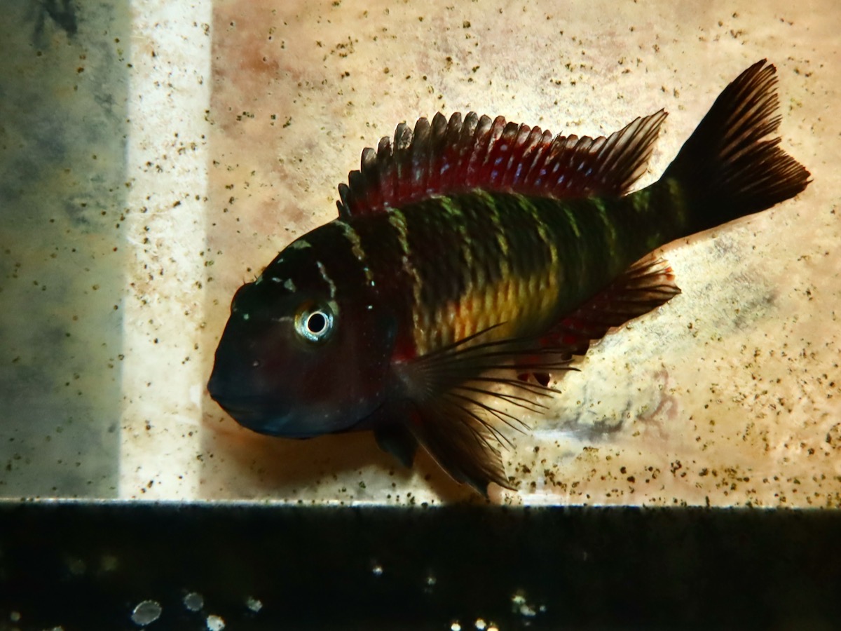 トロフェウ モーリィ レッドレインボー 産卵 Tropheus moorii Red Rainbow 809.jpg