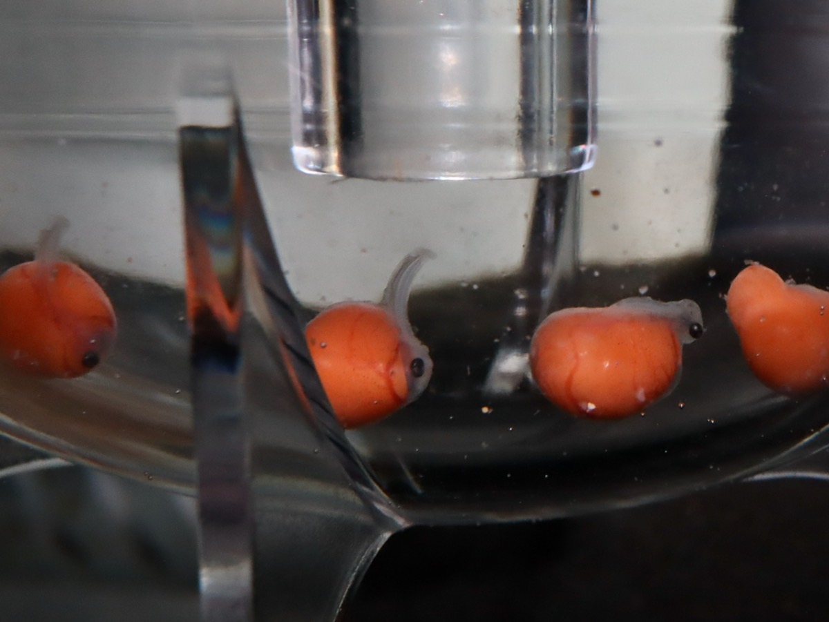 トロフェウ モーリィ レッドレインボー 産卵 Tropheus moorii Red Rainbow eggs 811.jpg