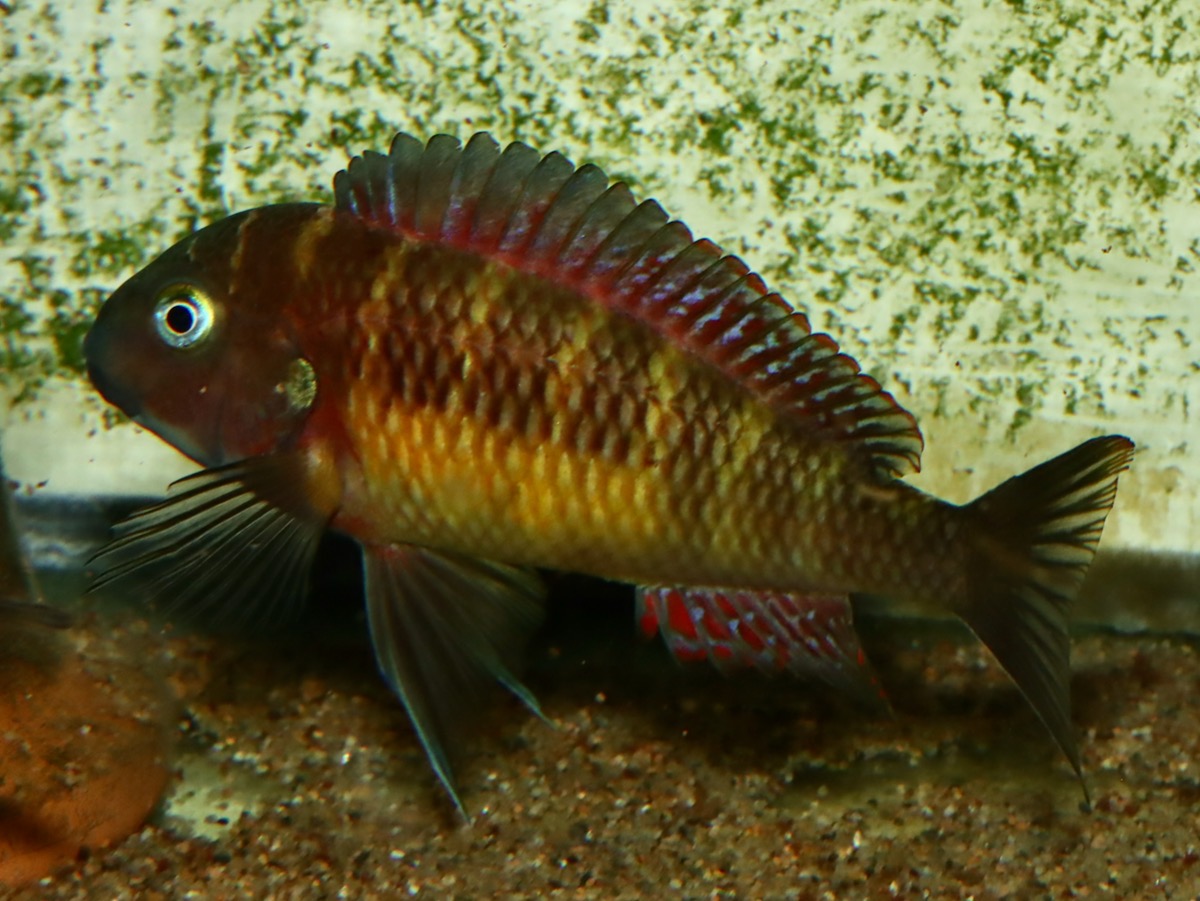 トロフェウ モーリィ レッドレインボー Tropheus moorii Red Rainbow 856.jpg