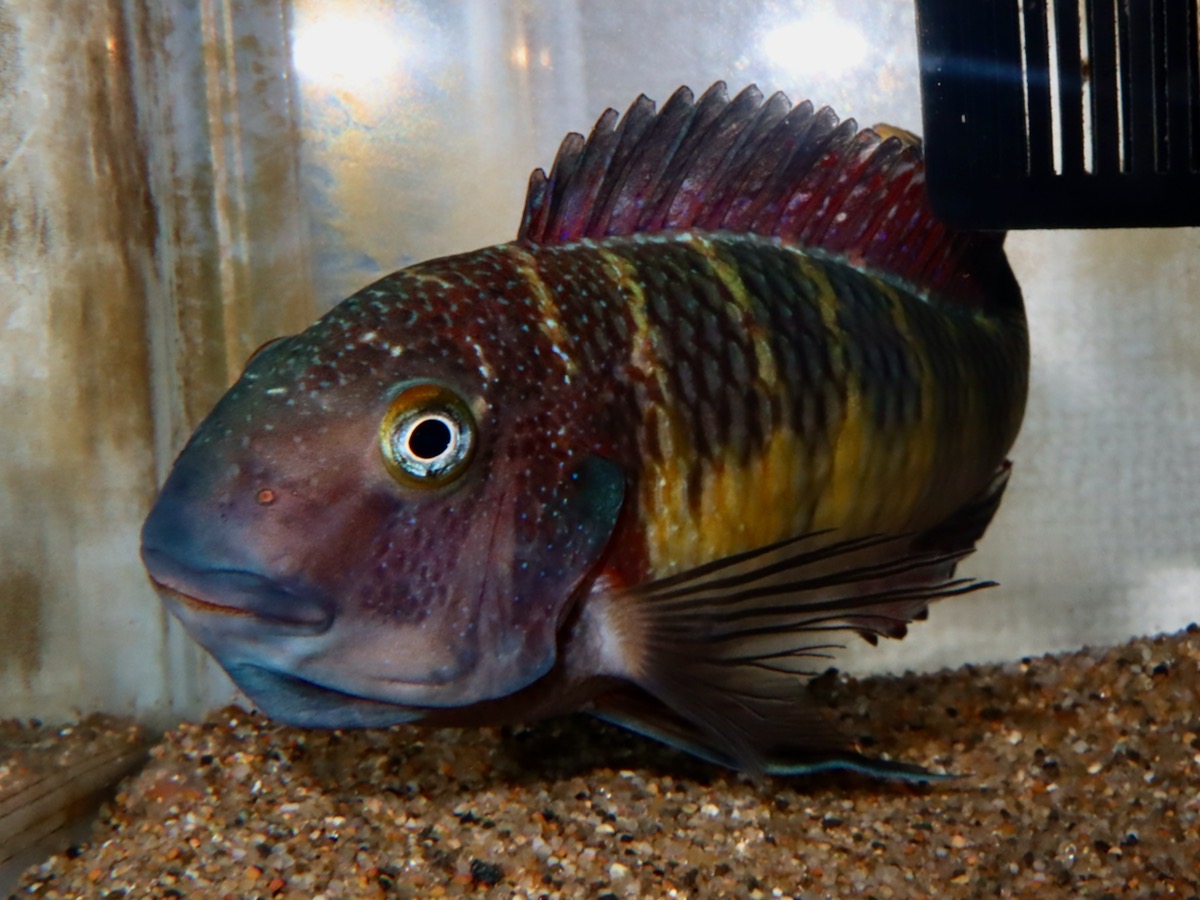 トロフェウ モーリィ レッドレインボー Tropheus moorii Red Rainbow 865.jpg