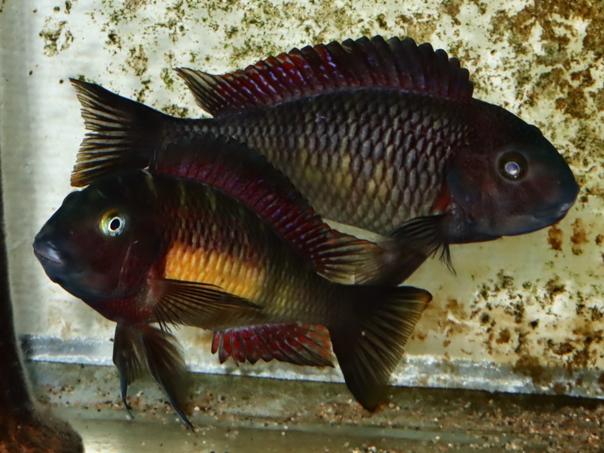 トロフェウ モーリィ レッドレインボー Tropheus moorii Red Rainbow 973.jpg