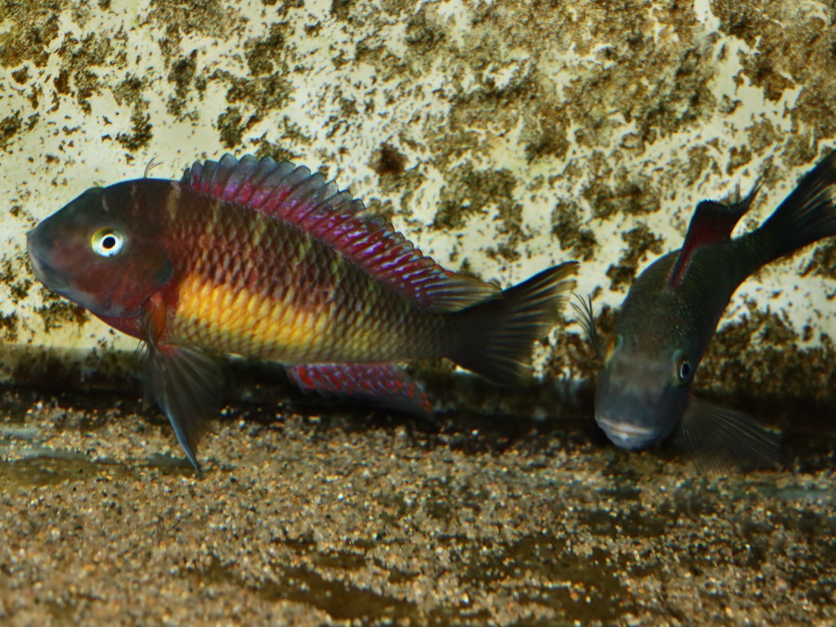 トロフェウ モーリィ レッドレインボー Tropheus moorii Red Rainbow 974.jpg