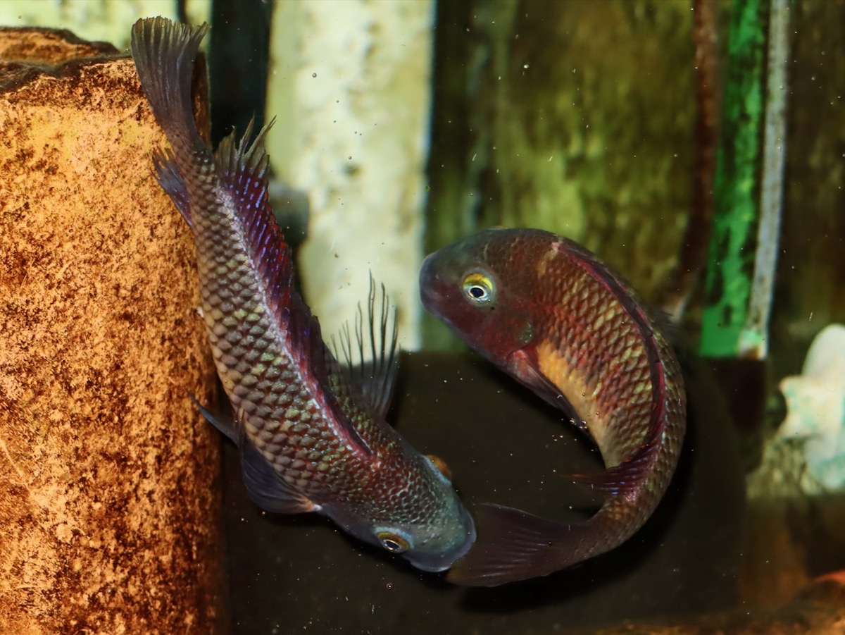 トロフェウ モーリィ レッドレインボー Tropheus moorii Red Rainbow 975.jpg