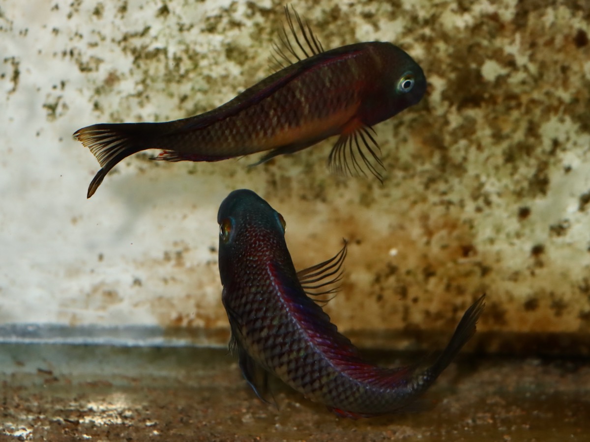 トロフェウ モーリィ レッドレインボー Tropheus moorii Red Rainbow 976.jpg