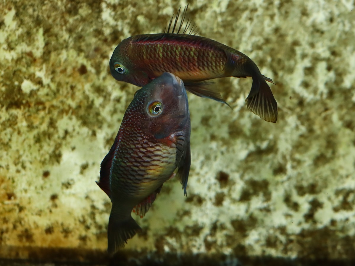 トロフェウ モーリィ レッドレインボー Tropheus moorii Red Rainbow 977.jpg