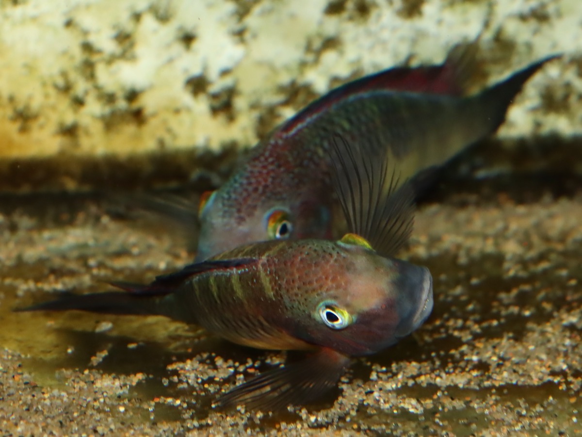 トロフェウ モーリィ レッドレインボー Tropheus moorii Red Rainbow 978.jpg