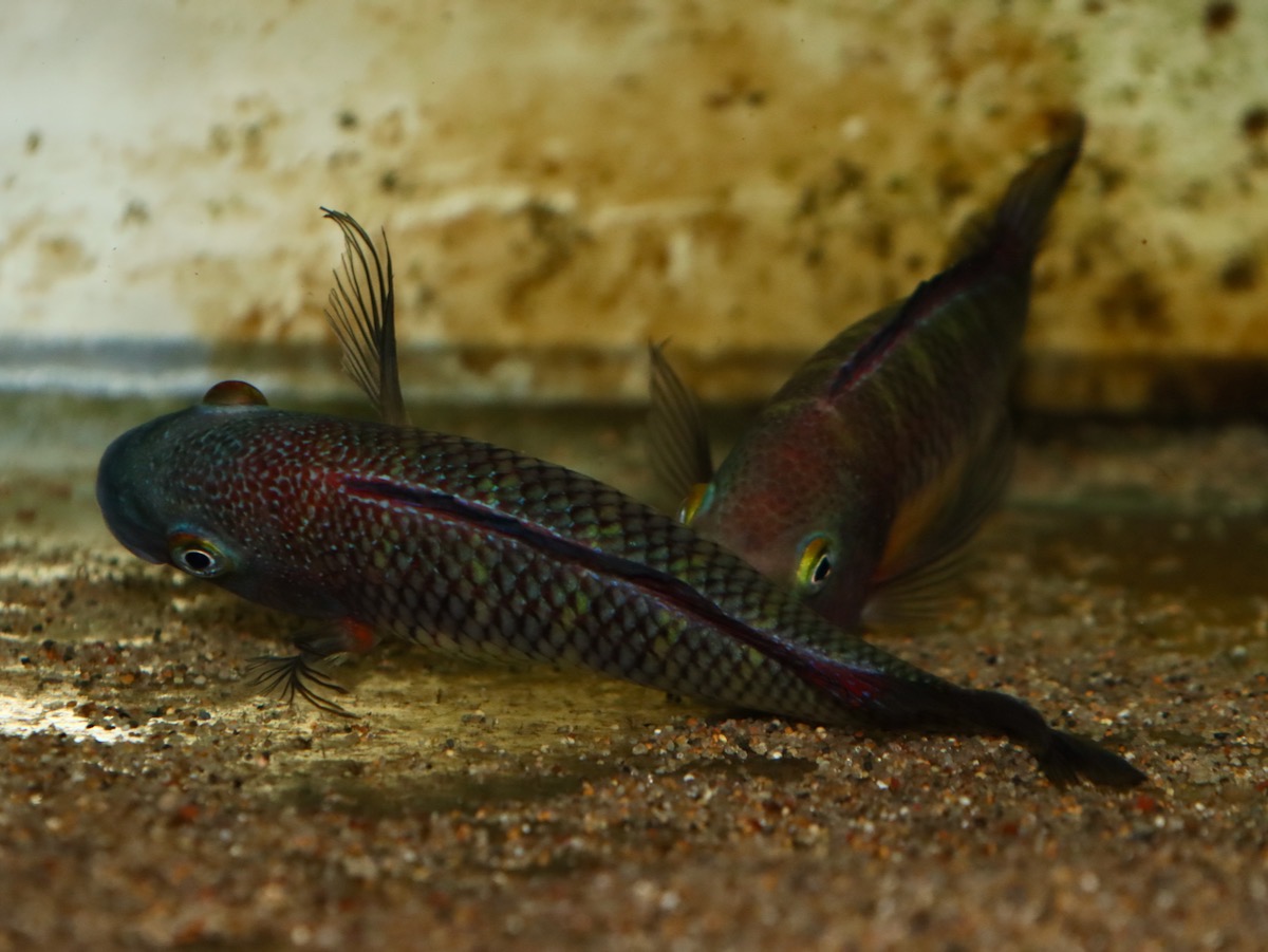 トロフェウ モーリィ レッドレインボー Tropheus moorii Red Rainbow 979.jpg