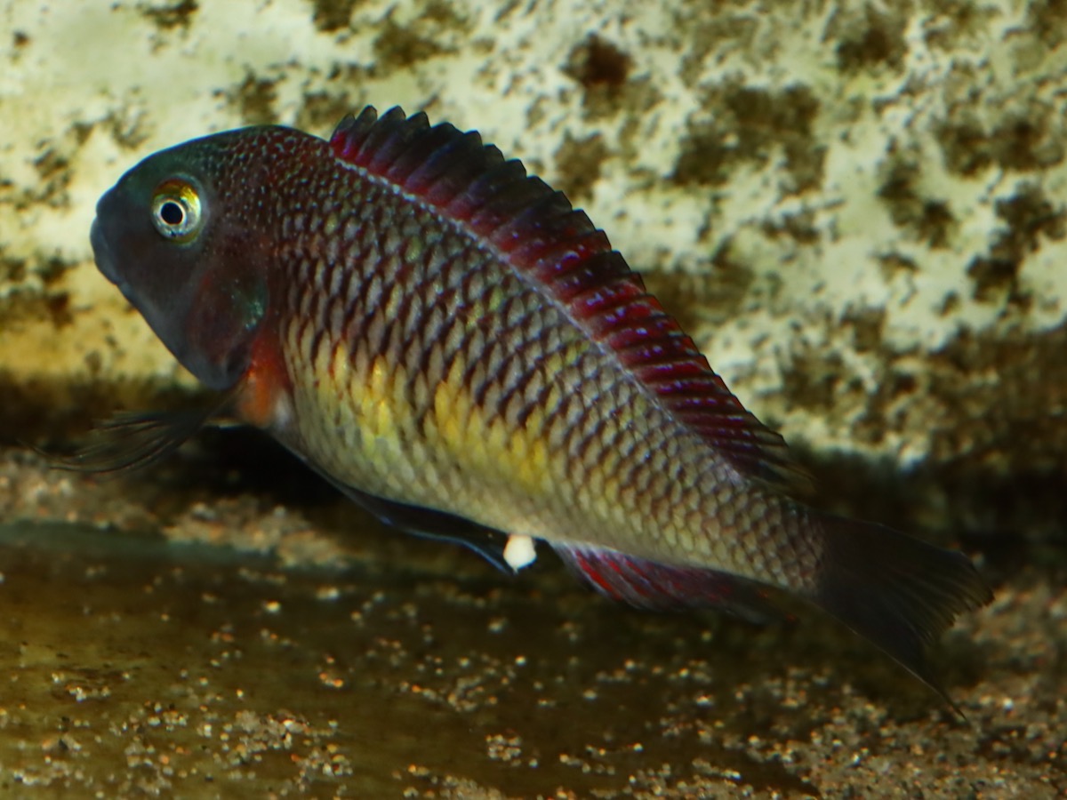 トロフェウ モーリィ レッドレインボー Tropheus moorii Red Rainbow 980.jpg
