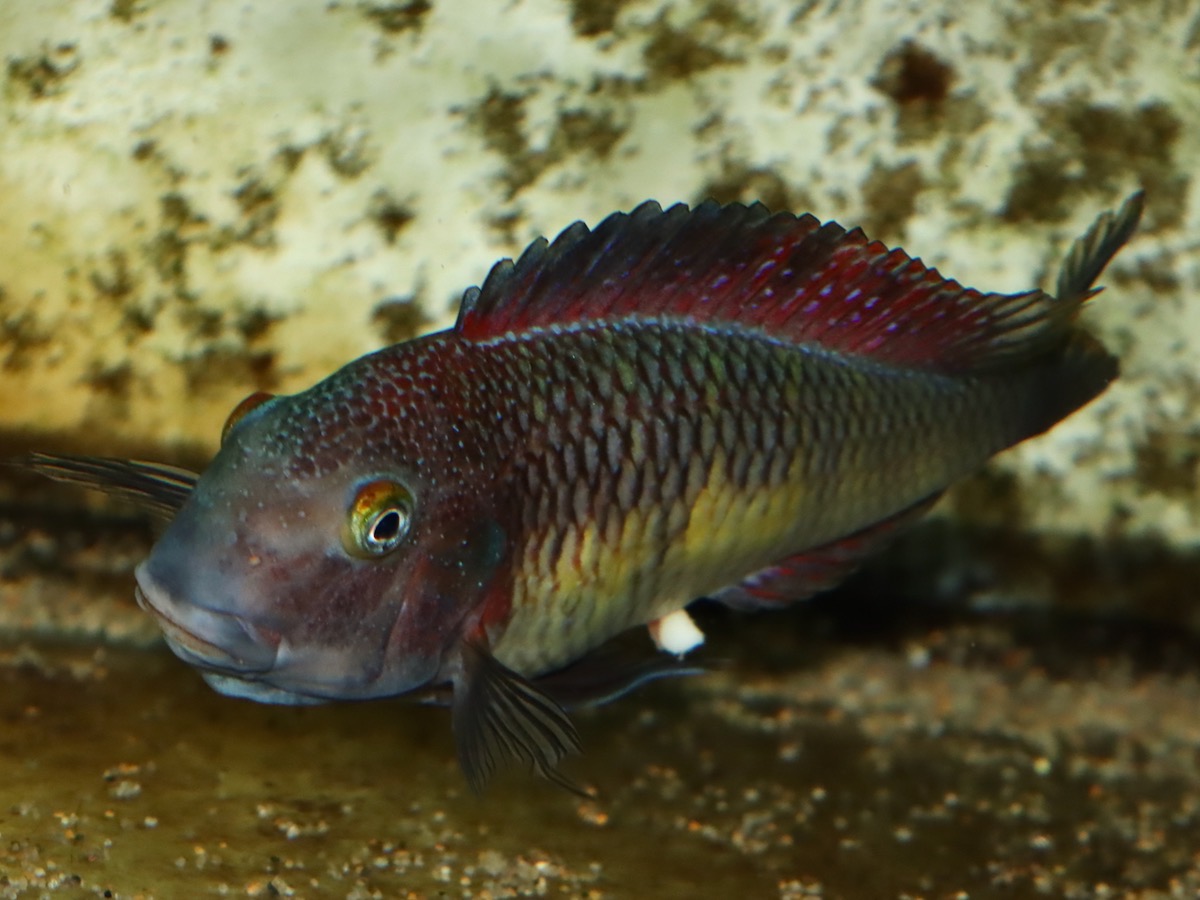 トロフェウ モーリィ レッドレインボー Tropheus moorii Red Rainbow 981.jpg