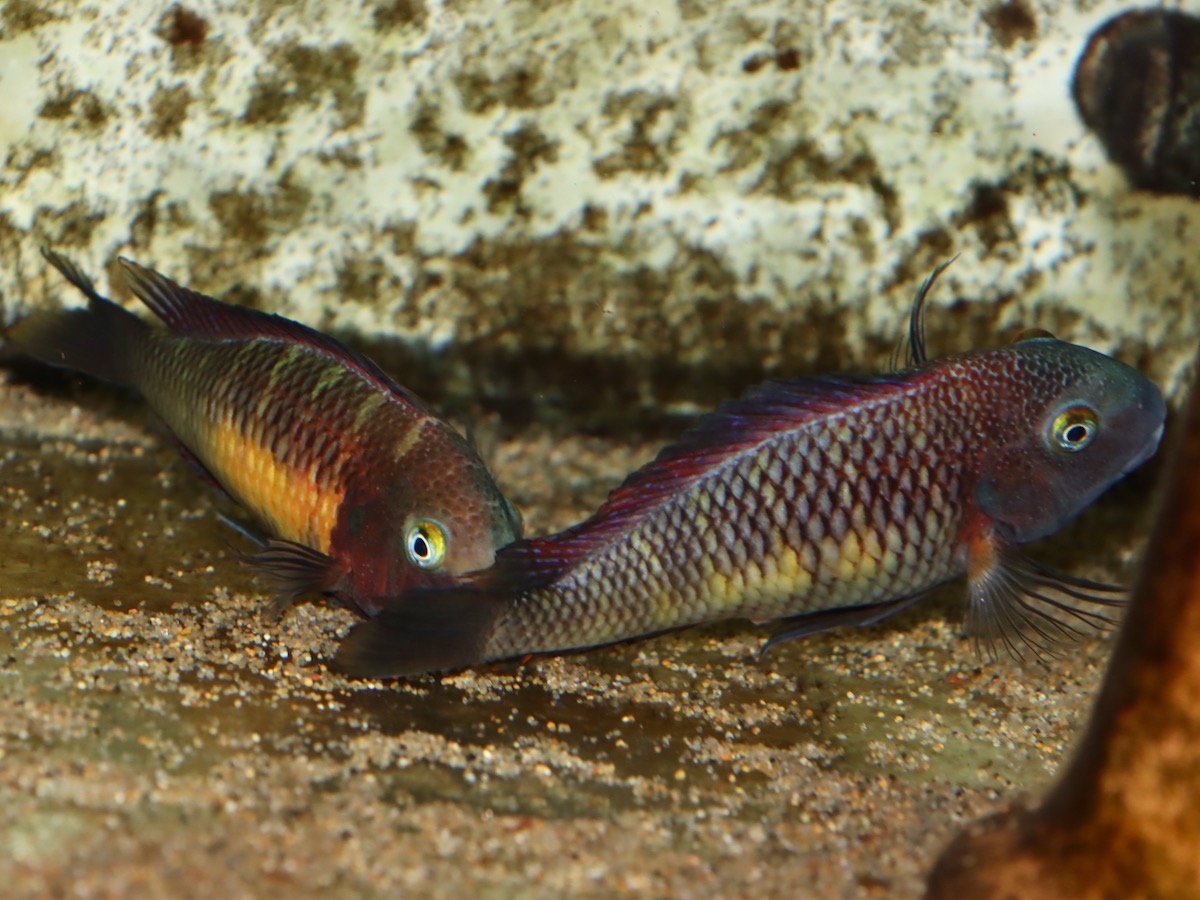 トロフェウ モーリィ レッドレインボー Tropheus moorii Red Rainbow 982.jpg