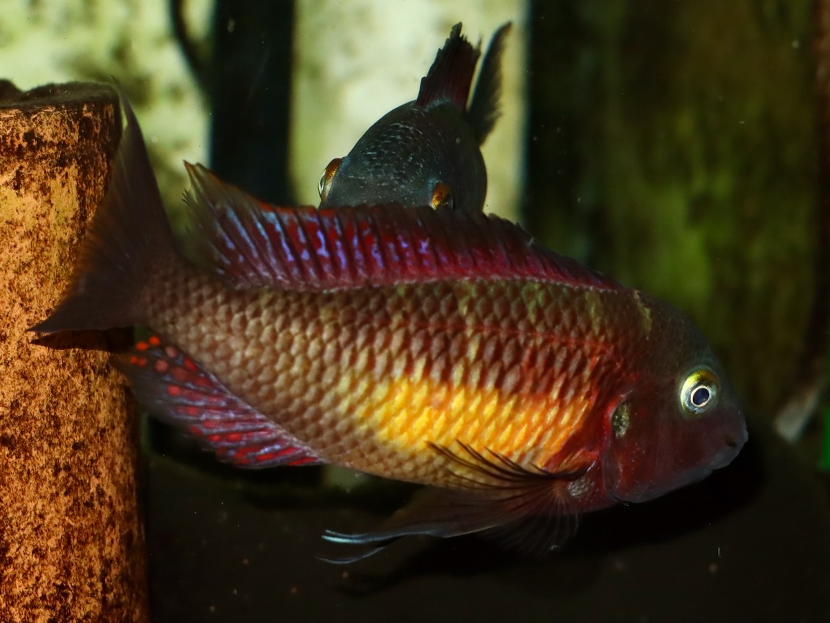 トロフェウ モーリィ レッドレインボー Tropheus moorii Red Rainbow 983.jpg