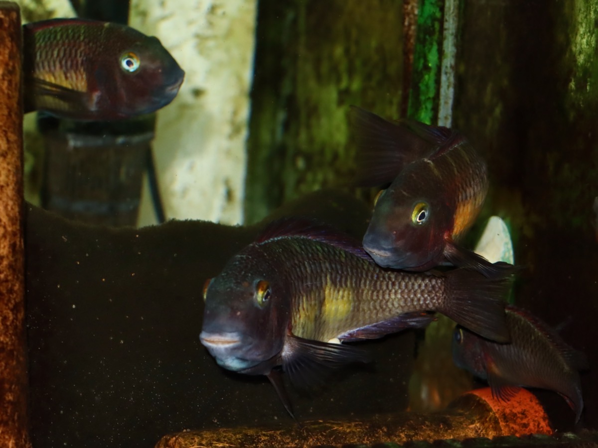 トロフェウ モーリィ レッドレインボー Tropheus moorii Red Rainbow 984.jpg