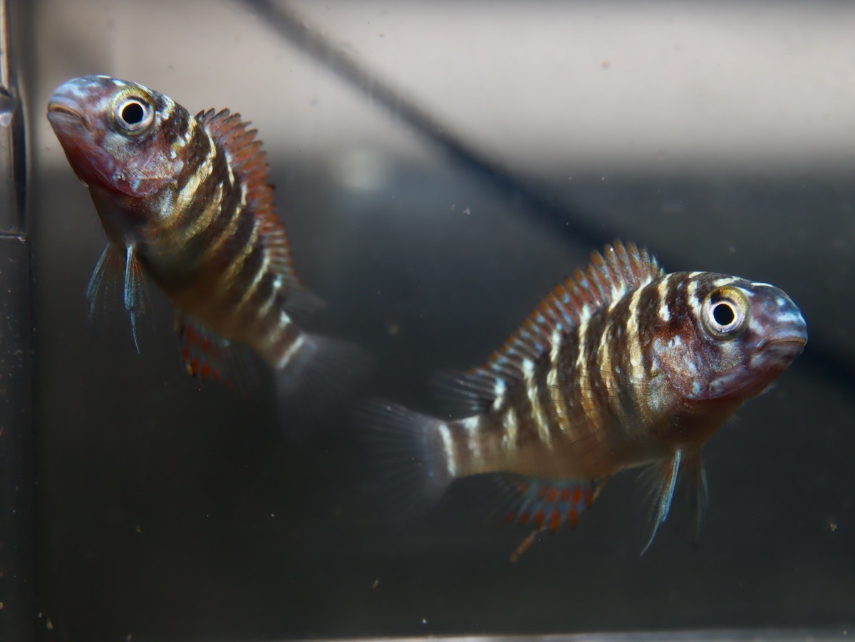 トロフェウ モーリィ レッドレインボー Tropheus moorii Red Rainbow 1116_G7C8d64.jpg