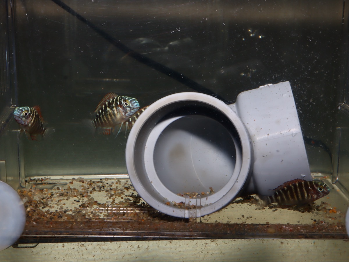 トロフェウ モーリィ レッドレインボー Tropheus moorii Red Rainbow 1117_G7C7d64.jpg