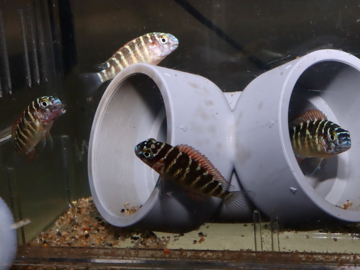 トロフェウ モーリィ レッドレインボー Tropheus moorii Red Rainbow 1118_G7C8m3.jpg
