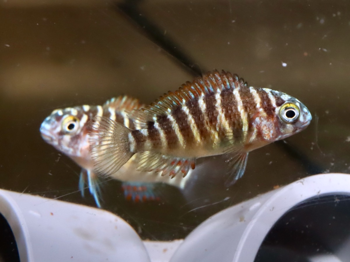 トロフェウ モーリィ レッドレインボー Tropheus moorii Red Rainbow 1117_G7C8m3.jpg