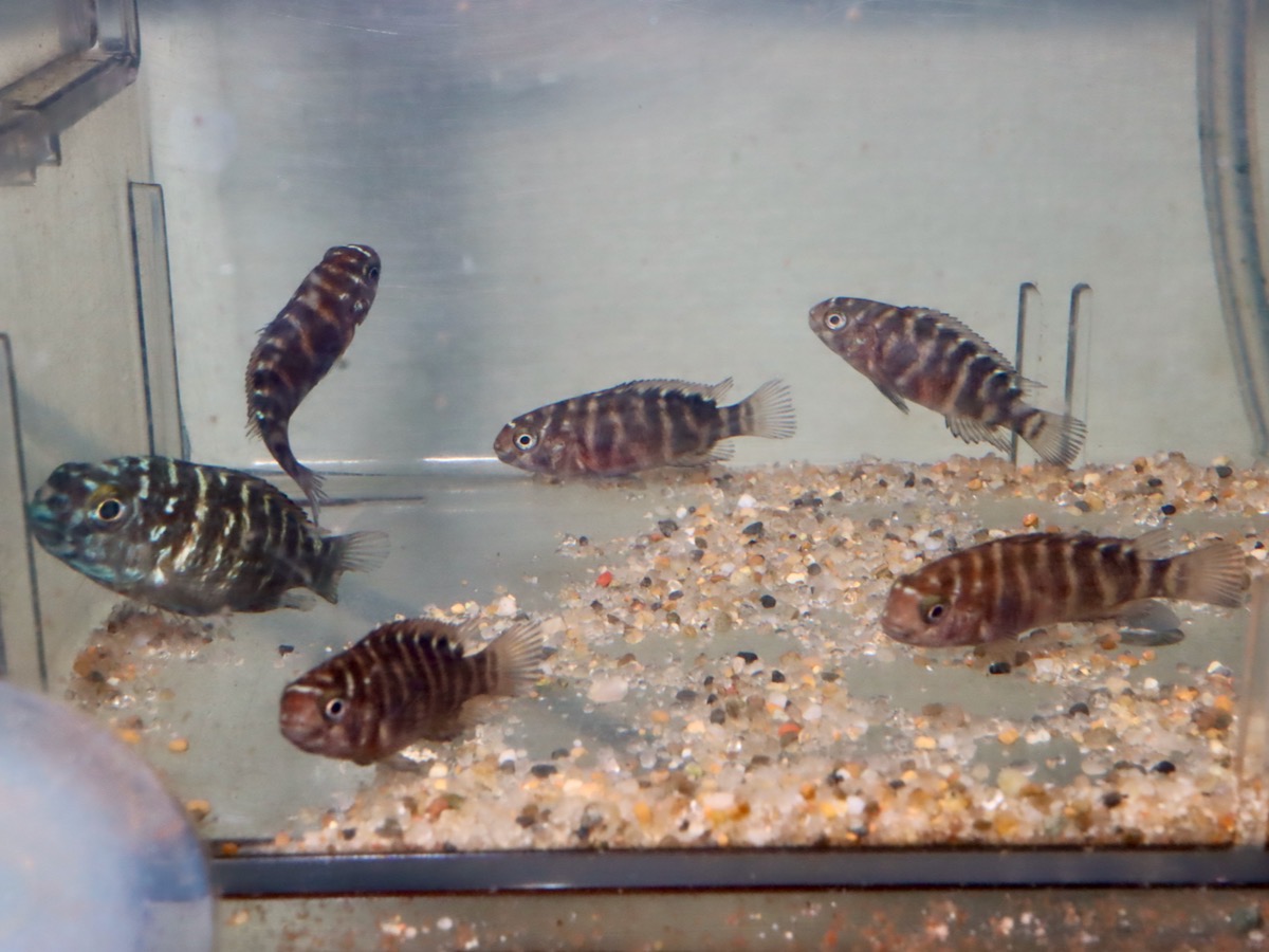 トロフェウ モーリィ レッドレインボー Tropheus moorii Red Rainbow 1120_G7C9d1.jpg