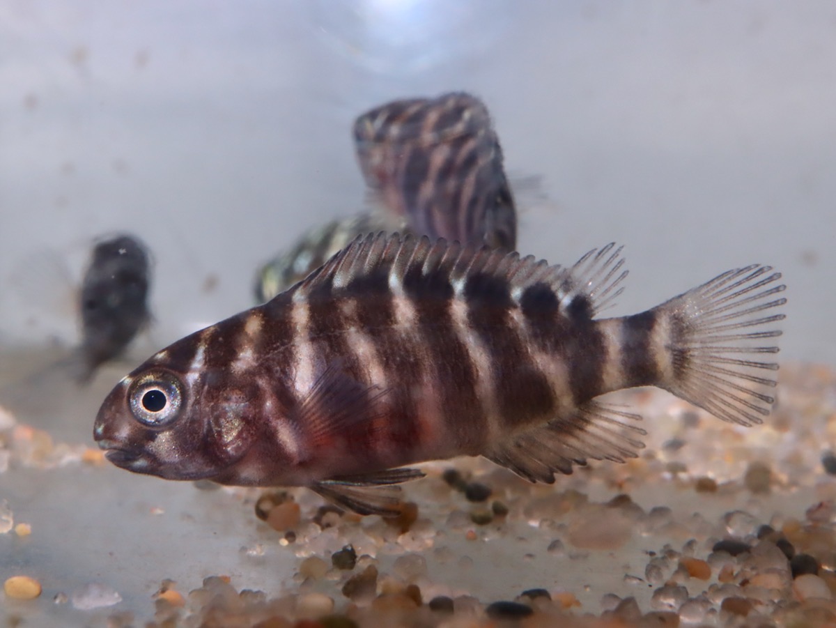トロフェウ モーリィ レッドレインボー Tropheus moorii Red Rainbow 1121_G7C9d1.jpg