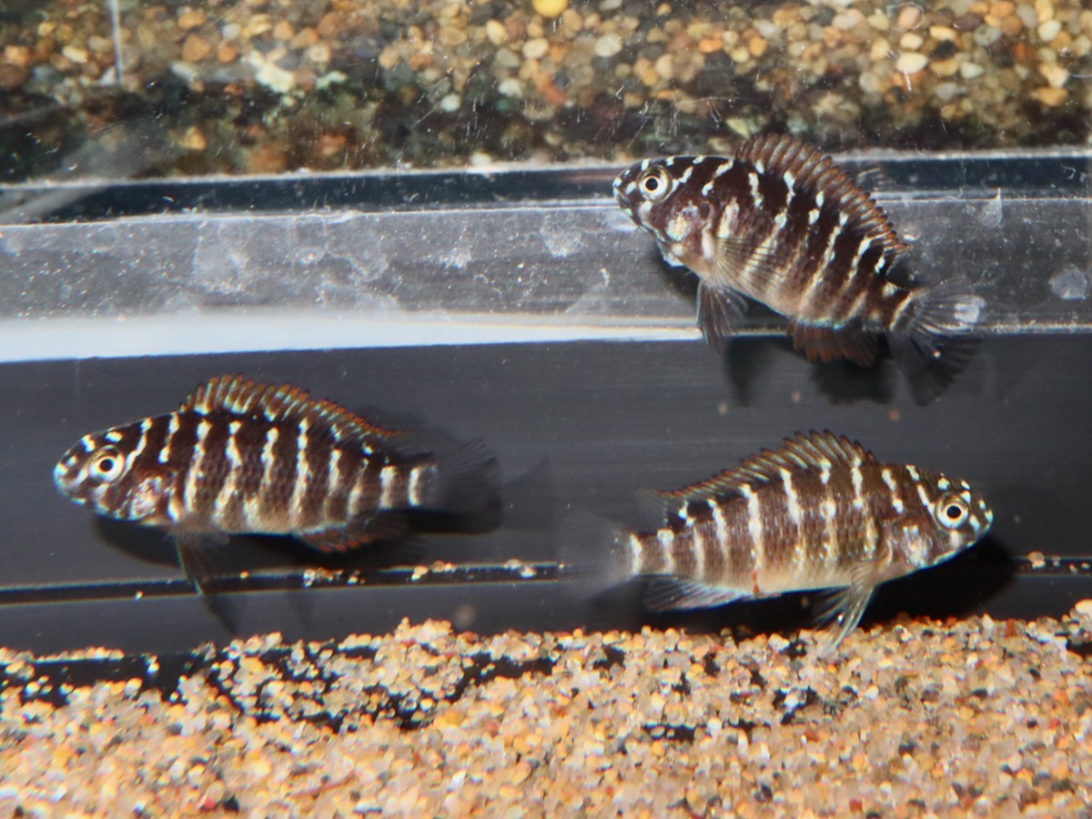 トロフェウ モーリィ レッドレインボー Tropheus moorii Red Rainbow 1089.jpg