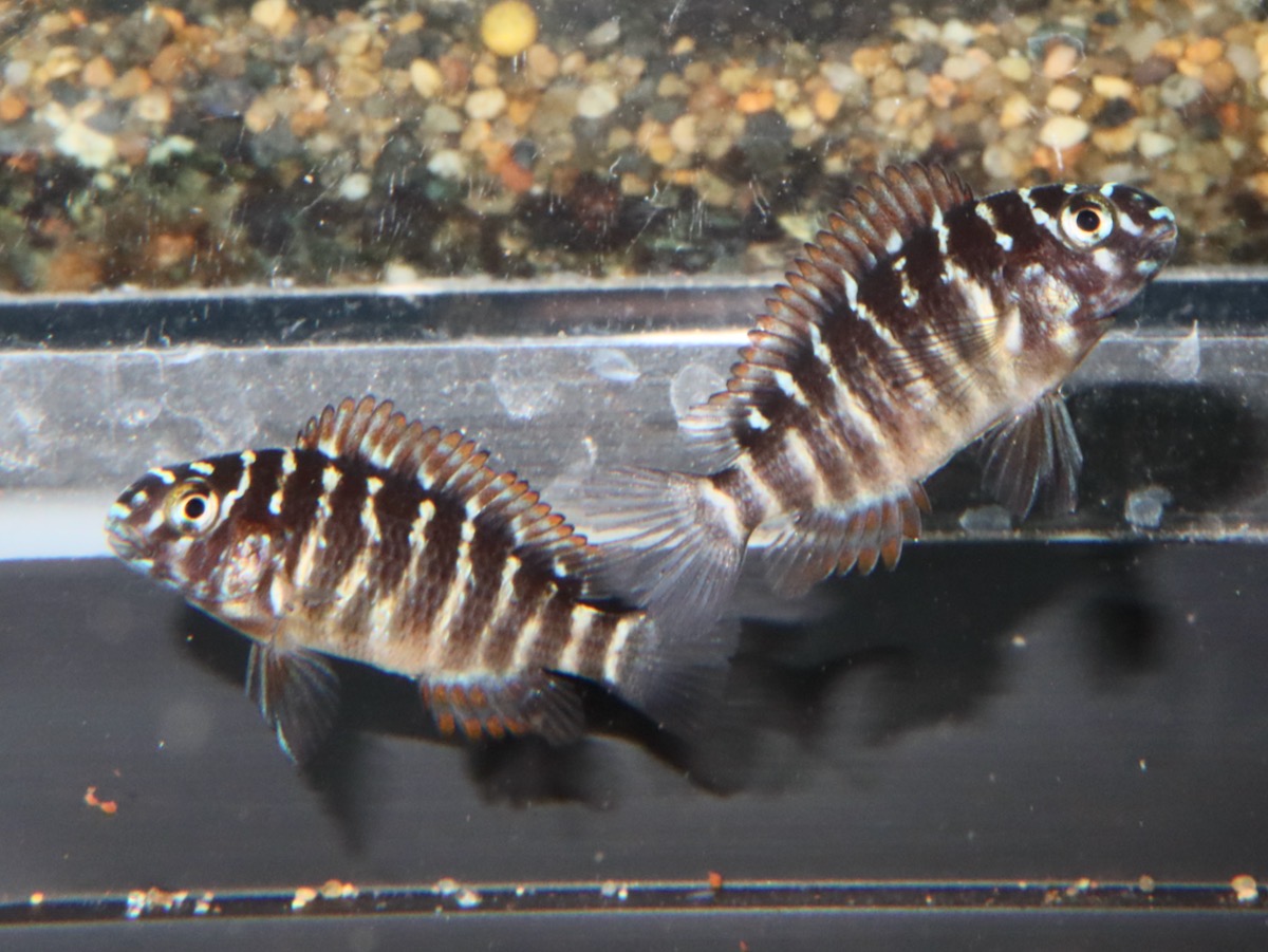 トロフェウ モーリィ レッドレインボー Tropheus moorii Red Rainbow 1150_G7C9d28.jpg