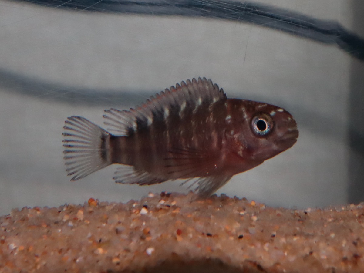 トロフェウ モーリィ レッドレインボー Tropheus moorii Red Rainbow 812.jpg