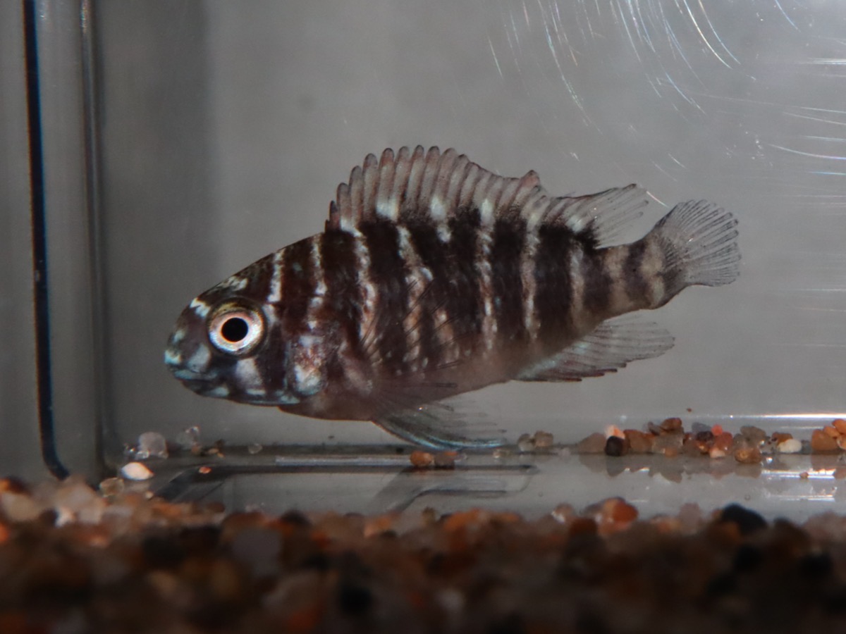 トロフェウ モーリィ レッドレインボー Tropheus moorii Red Rainbow 817.jpg