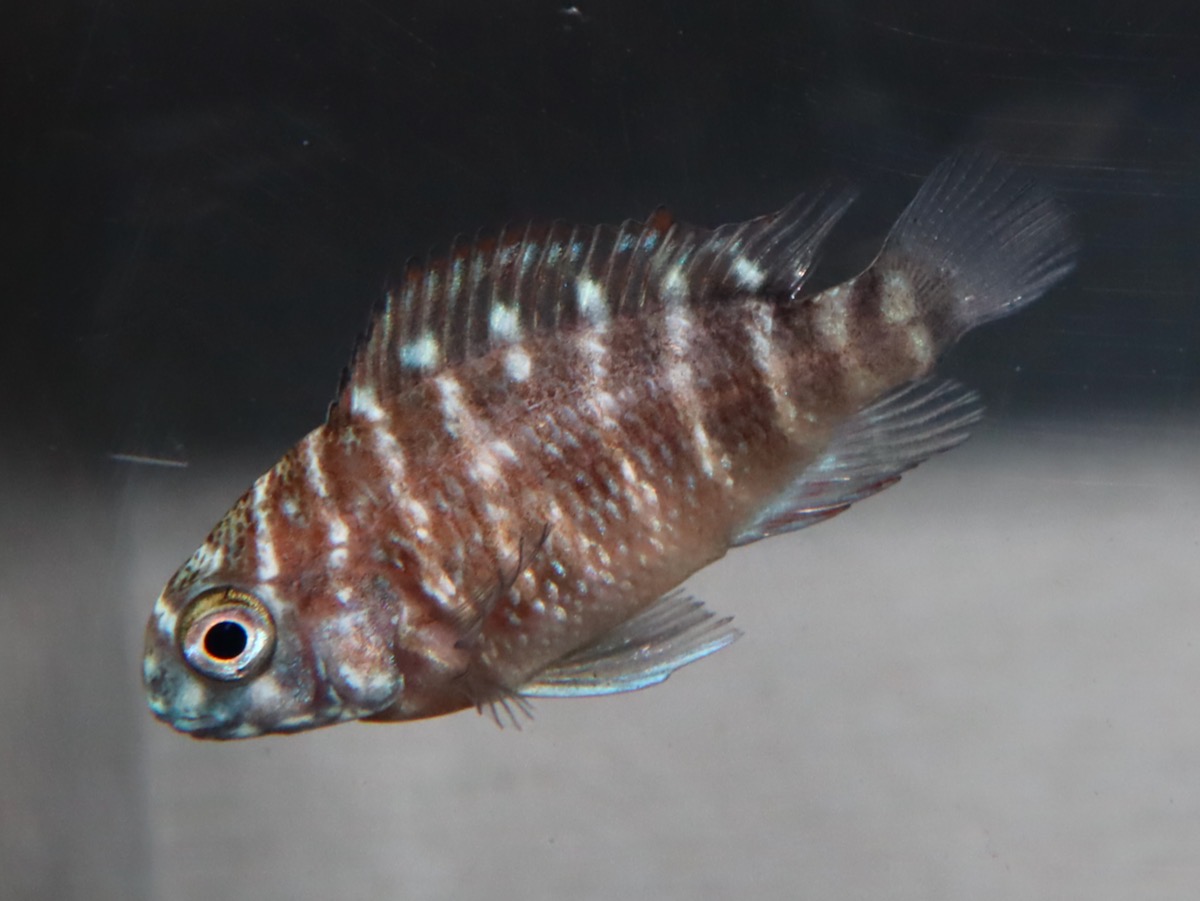 トロフェウ モーリィ レッドレインボー Tropheus moorii Red Rainbow 819.jpg