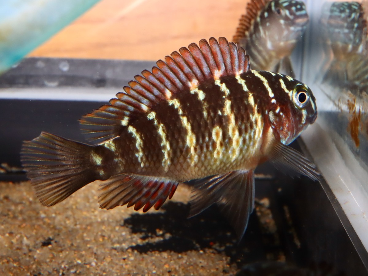 トロフェウ モーリィ レッドレインボー Tropheus moorii Red Rainbow 832.jpg