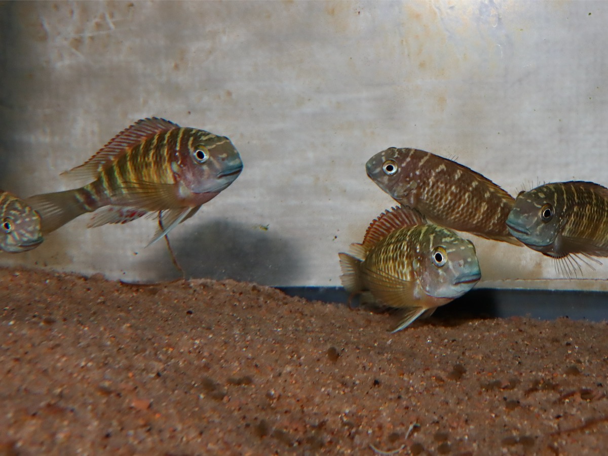 トロフェウ モーリィ レッドレインボー Tropheus moorii Red Rainbow 857.jpg