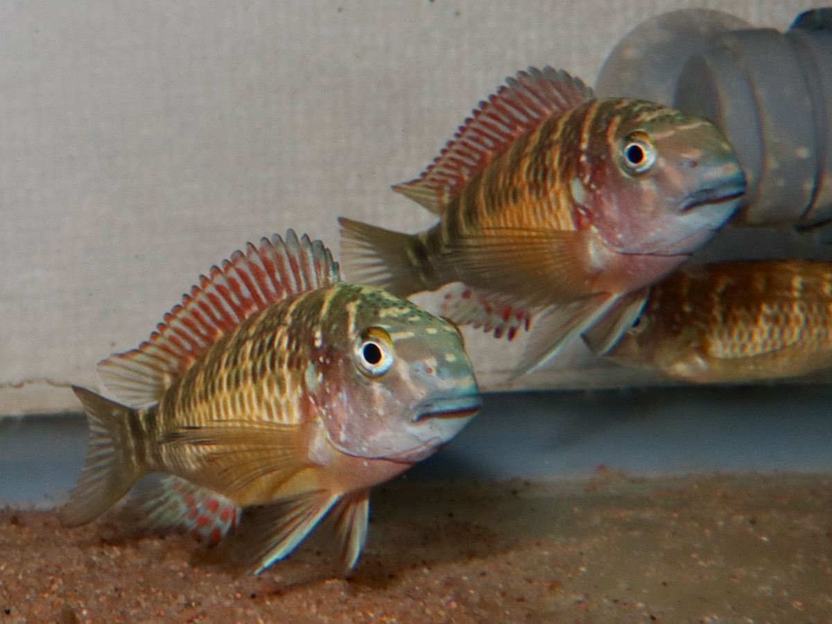 トロフェウ モーリィ レッドレインボー Tropheus moorii Red Rainbow 867.jpg