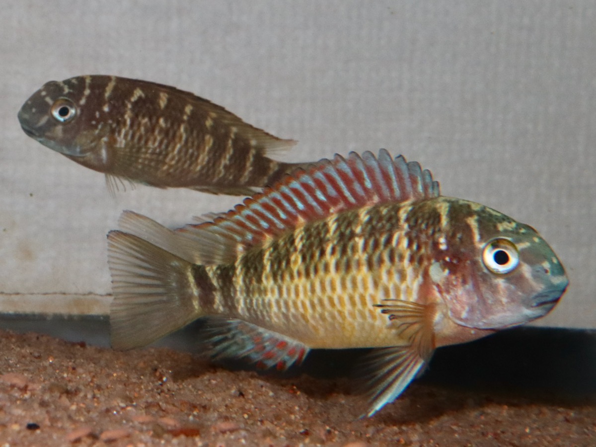 トロフェウ モーリィ レッドレインボー Tropheus moorii Red Rainbow 869.jpg