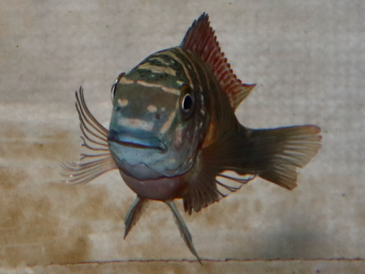 トロフェウ モーリィ レッドレインボー Tropheus moorii Red Rainbow 870.jpg