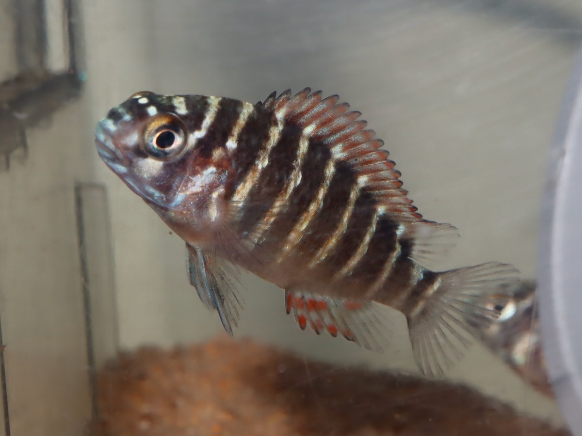 トロフェウ モーリィ レッドレインボー Tropheus moorii Red Rainbow 882.jpg