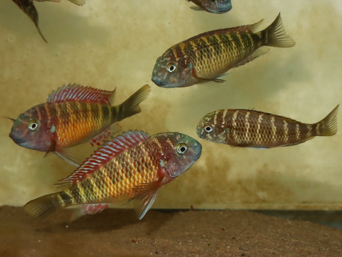 トロフェウ モーリィ レッドレインボー Tropheus moorii Red Rainbow 944.jpg