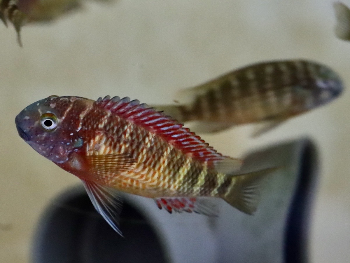 トロフェウ モーリィ レッドレインボー Tropheus moorii Red Rainbow 945.jpg