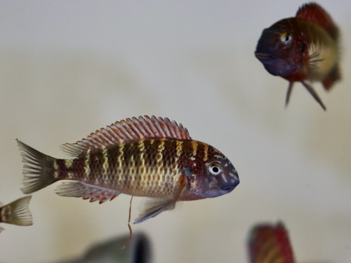 トロフェウ モーリィ レッドレインボー Tropheus moorii Red Rainbow 946.jpg