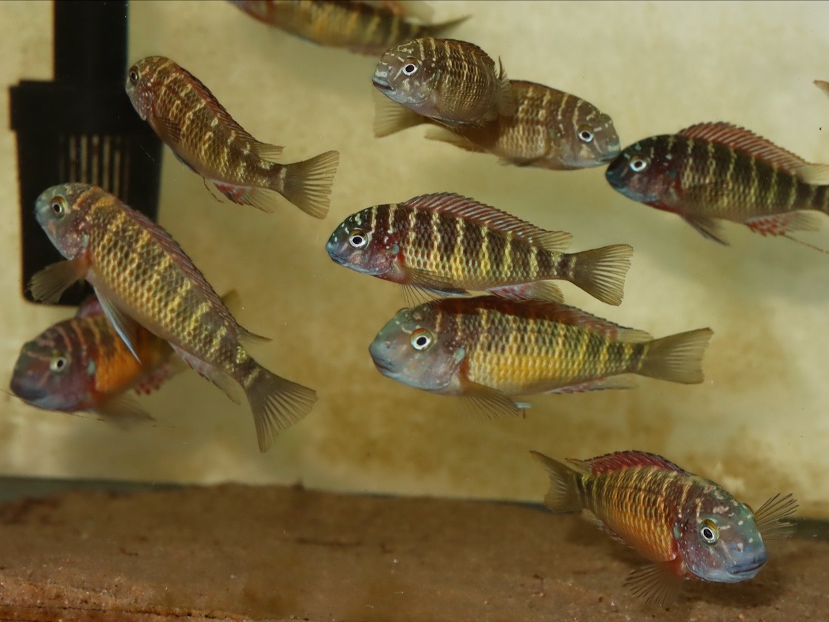 トロフェウ モーリィ レッドレインボー Tropheus moorii Red Rainbow 947.jpg