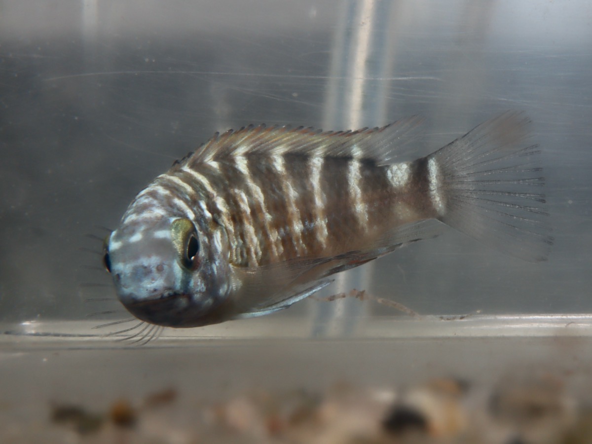 トロフェウ モーリィ レッドレインボー Tropheus moorii Red Rainbow 1113_d82.jpg