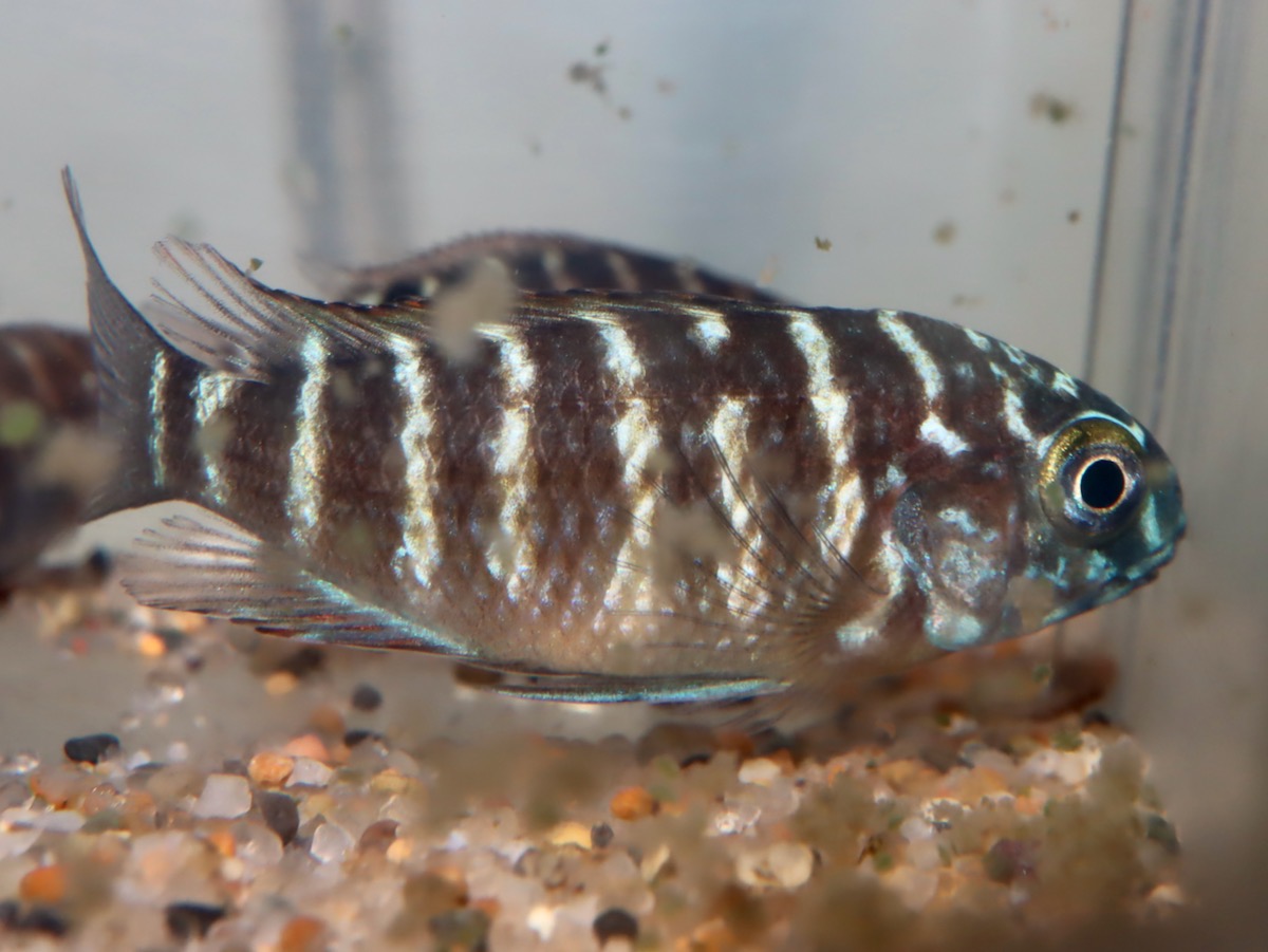 トロフェウ モーリィ レッドレインボー Tropheus moorii Red Rainbow 1114_m3.jpg