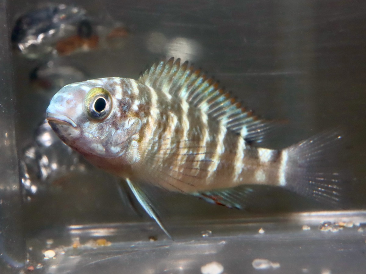 トロフェウ モーリィ レッドレインボー Tropheus moorii Red Rainbow 1115_m3.jpg