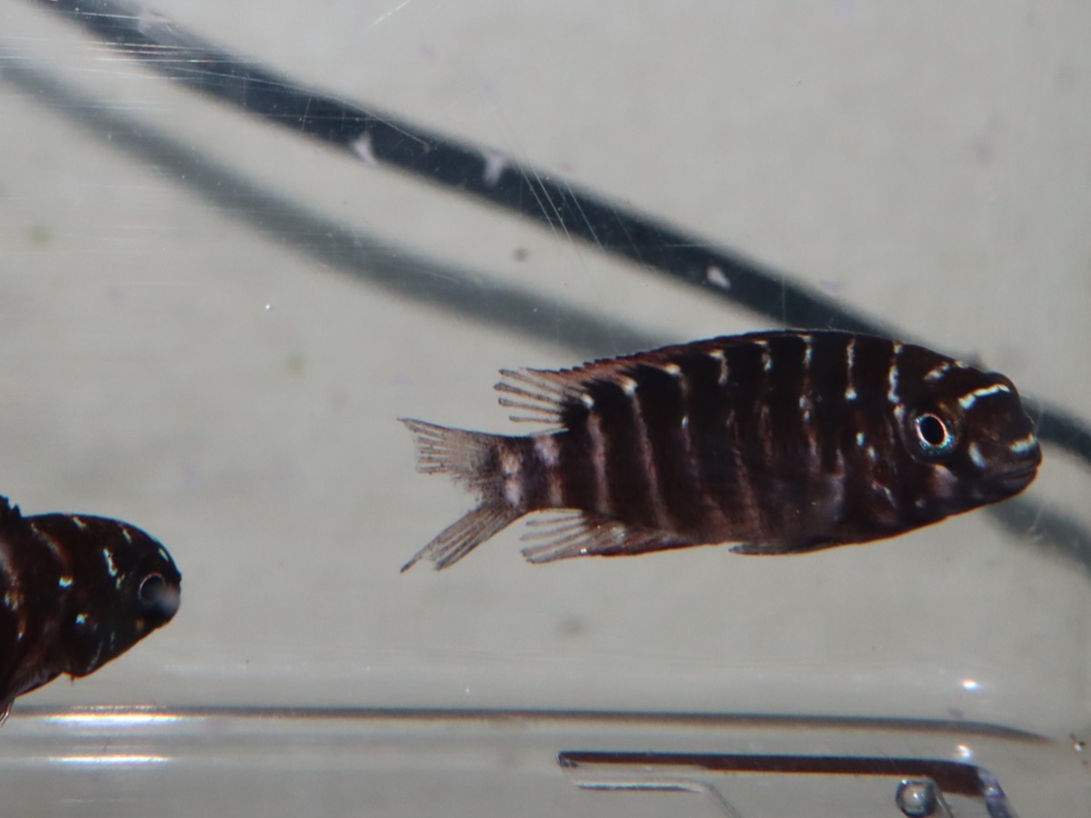 トロフェウ モーリィ レッドレインボー Tropheus moorii Red Rainbow 1144_G8C2d0.1.jpg