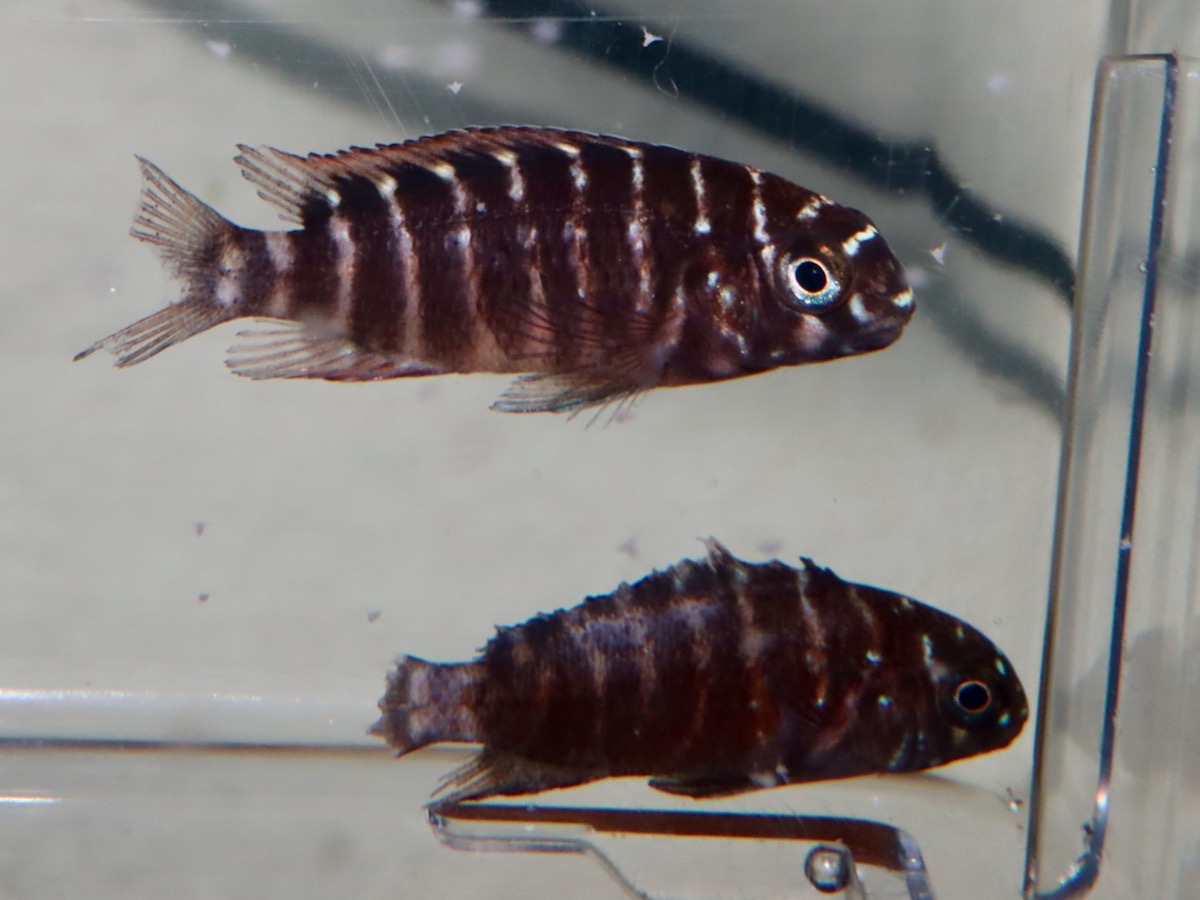 トロフェウ モーリィ レッドレインボー Tropheus moorii Red Rainbow 1145_G8C2d0.2.jpg