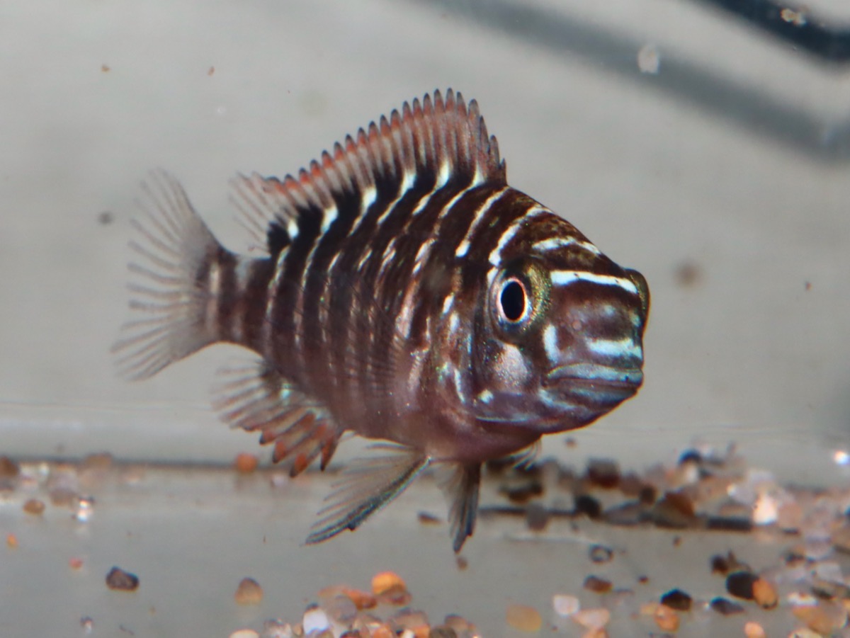 トロフェウ モーリィ レッドレインボー Tropheus moorii Red Rainbow 1146_G8C2d7.1.jpg