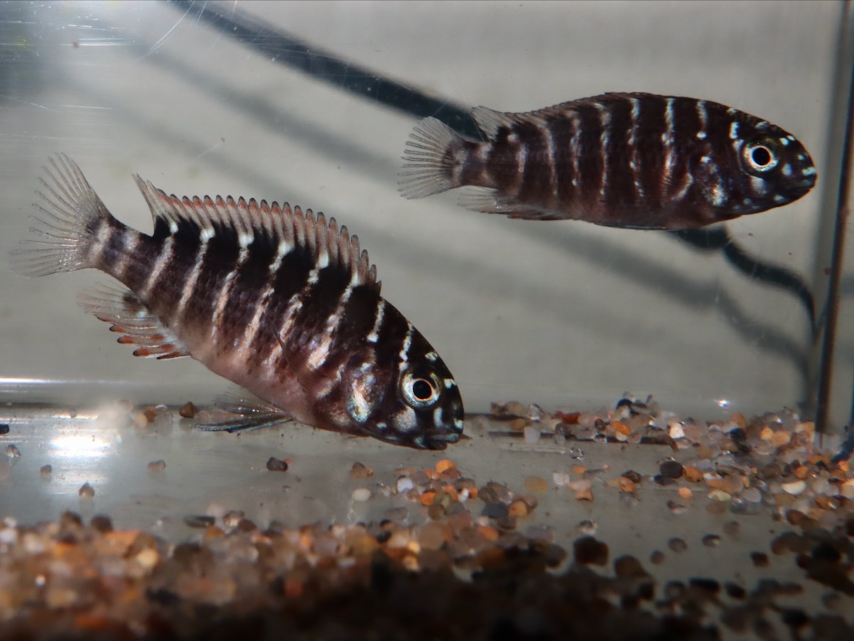 トロフェウ モーリィ レッドレインボー Tropheus moorii Red Rainbow 1147_G8C2d7.2.jpg