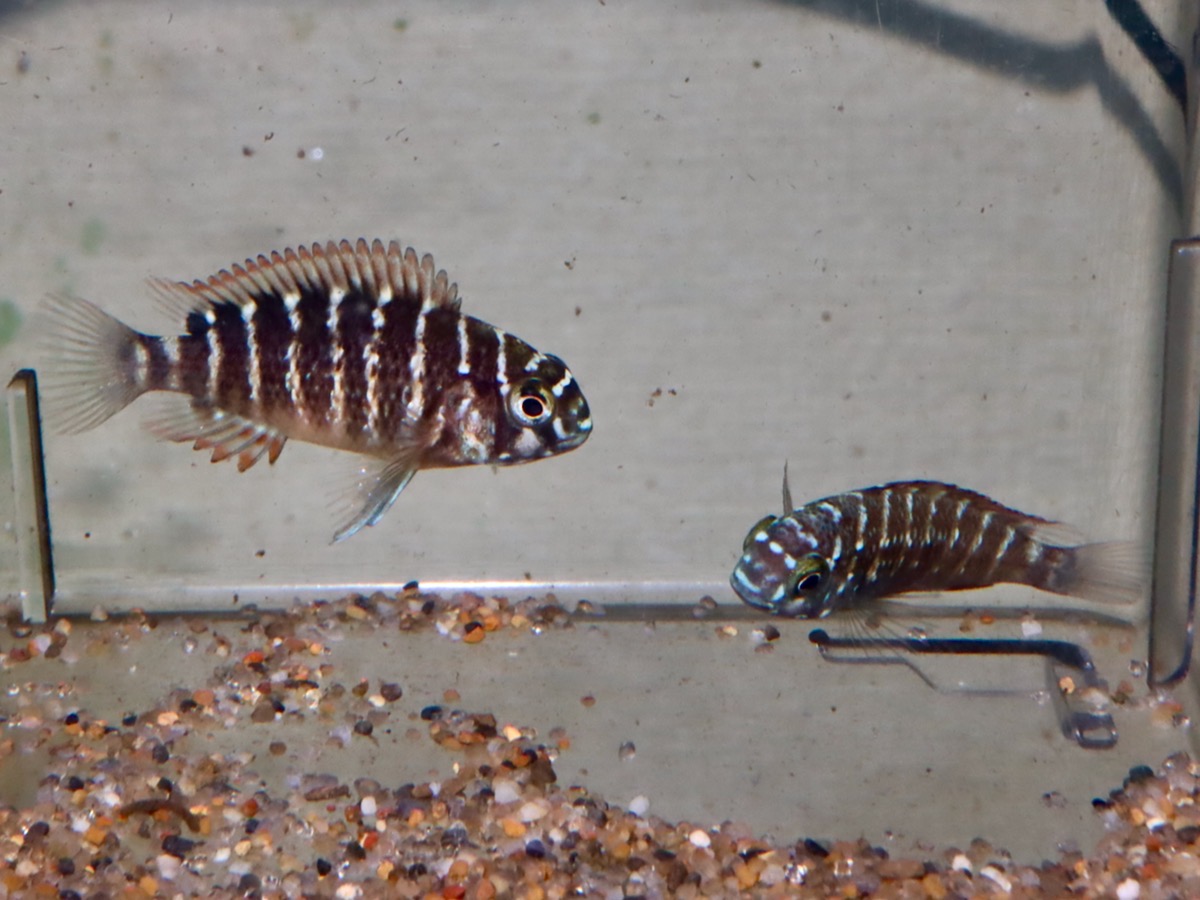 トロフェウ モーリィ レッドレインボー Tropheus moorii Red Rainbow 1155_G8C2d17.jpg