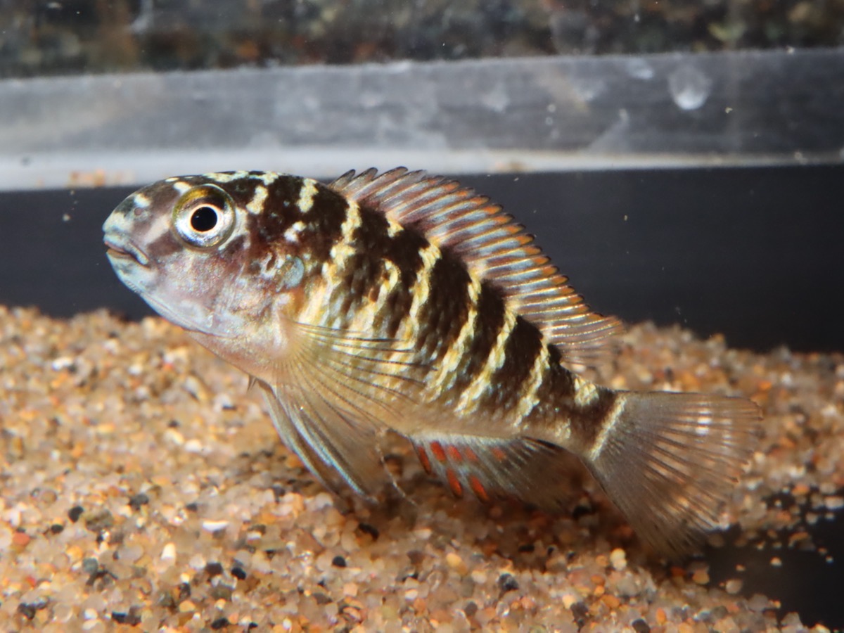 トロフェウ モーリィ レッドレインボー Tropheus moorii Red Rainbow 1158_m6.jpg