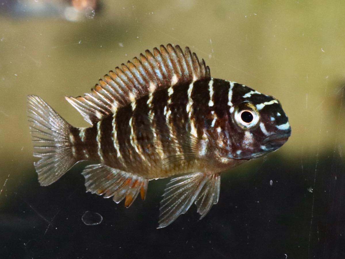 トロフェウ モーリィ レッドレインボー Tropheus moorii Red Rainbow 1159_C1or2.jpg